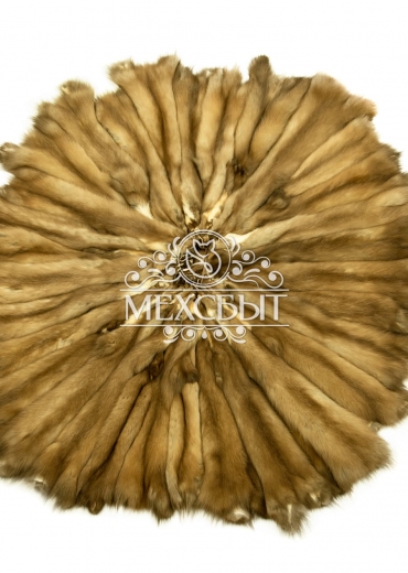 Куница лесная тортор