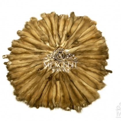 Куница лесная тортор