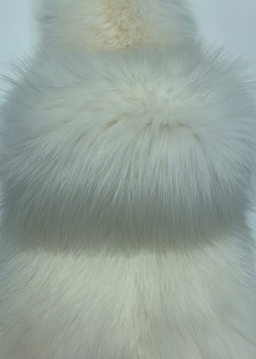 Енотовидная собака финская белая
