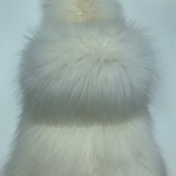 Енотовидная собака финская белая